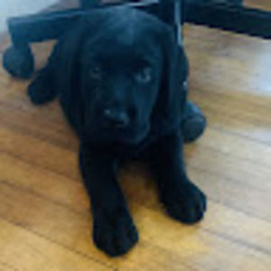 Meet your Posher, Farah